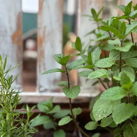 Apartamento Tanny Boho Housy Na Pešej Zóne S 2 Parkovacími Miestami Piest'any