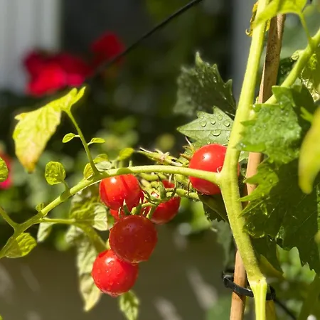 Tanny Boho Housy Na Pešej Zóne S 2 Parkovacími Miestami Piest'any