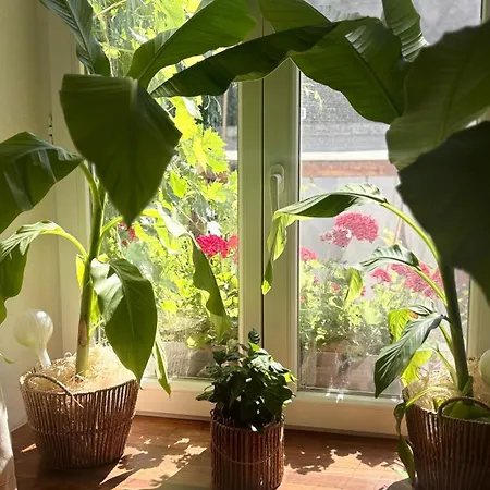 Tanny Boho Housy Na Pešej Zóne S 2 Parkovacími Miestami